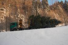 Choinka przed "Oknem Papieskim"